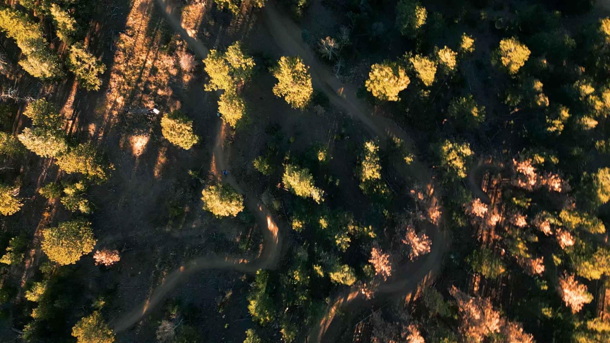 aerial view of winding forest trail through pine trees filmed for outdoor brand video production